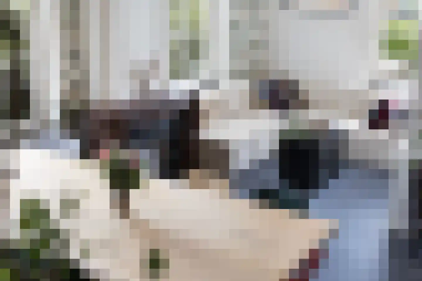 Langetaam 18 Maasland thumbnail 12