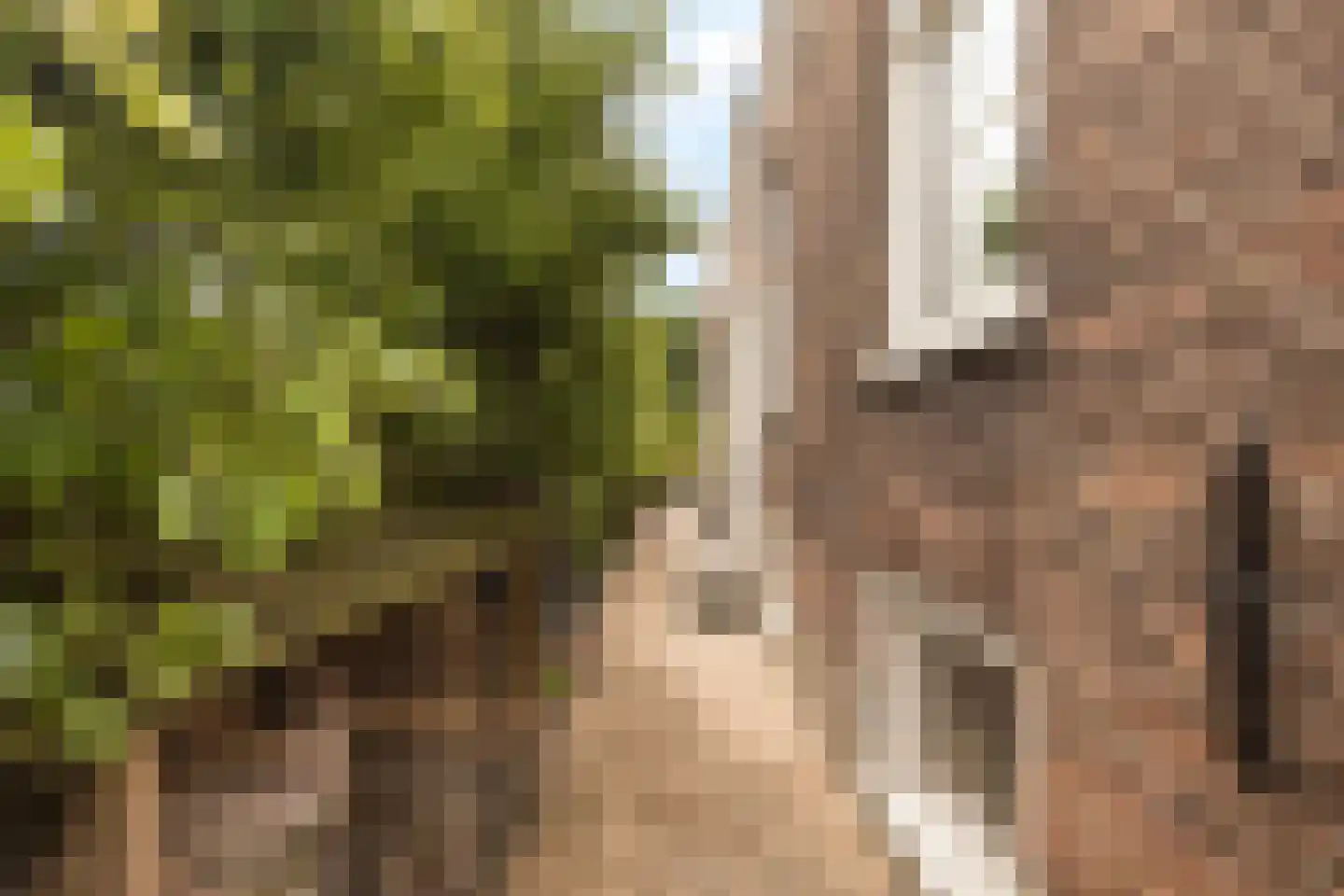 Langetaam 18 Maasland thumbnail 31