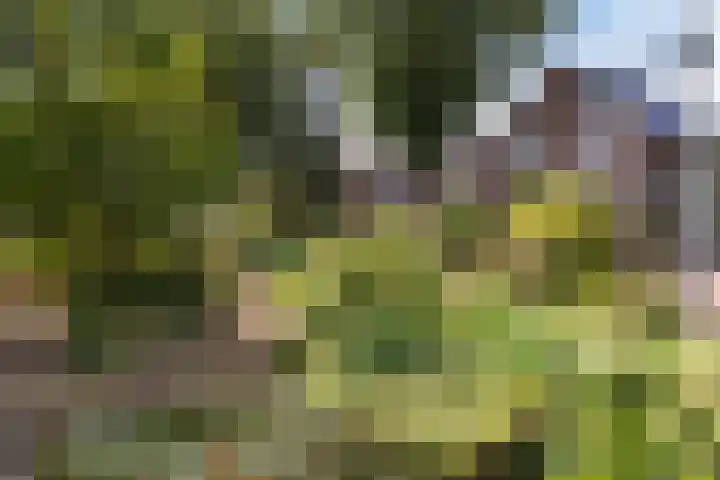 Langeveldstraat 7 Schoonoord thumbnail 35