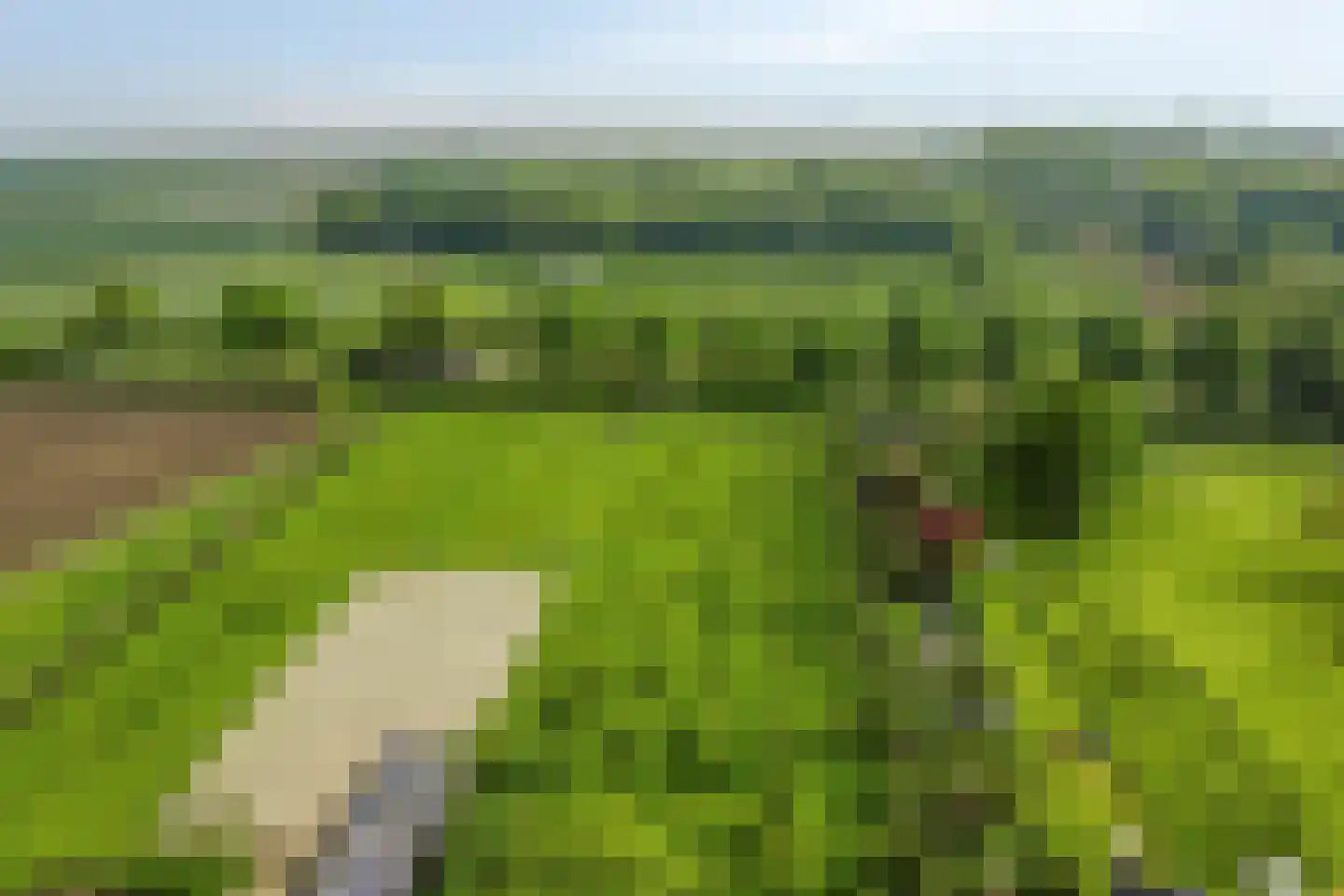 Langeviele 52 Ellewoutsdijk thumbnail 26