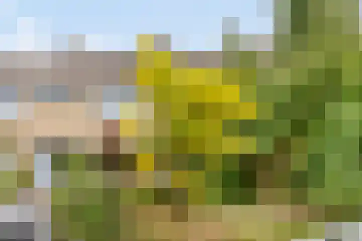 Langewâl 72 Gorredijk thumbnail 8