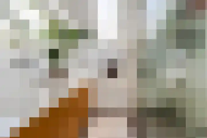 Langeweg 25 Apeldoorn thumbnail 30