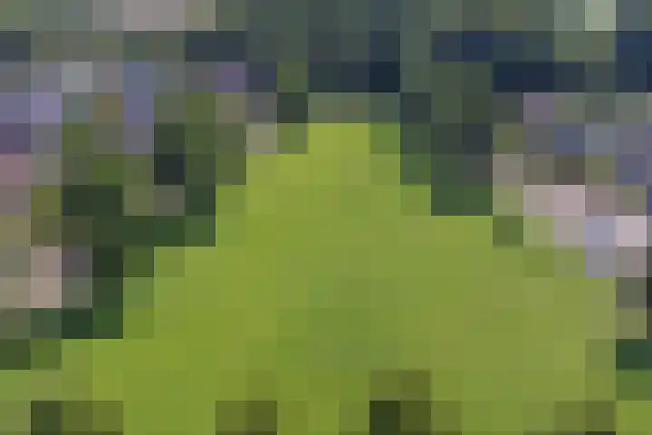 Langewerf 1 Hank thumbnail 29