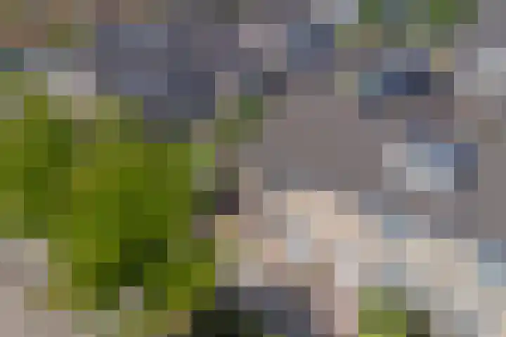 Langewerf 1 Hank thumbnail 30