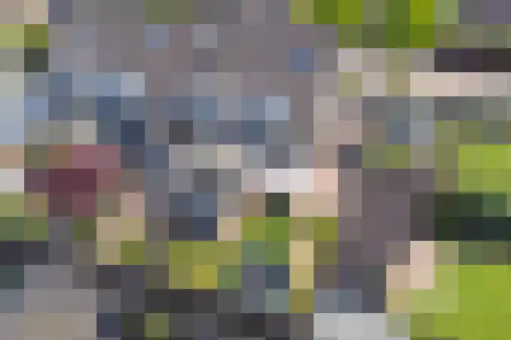 Langewerf 1 Hank thumbnail 32