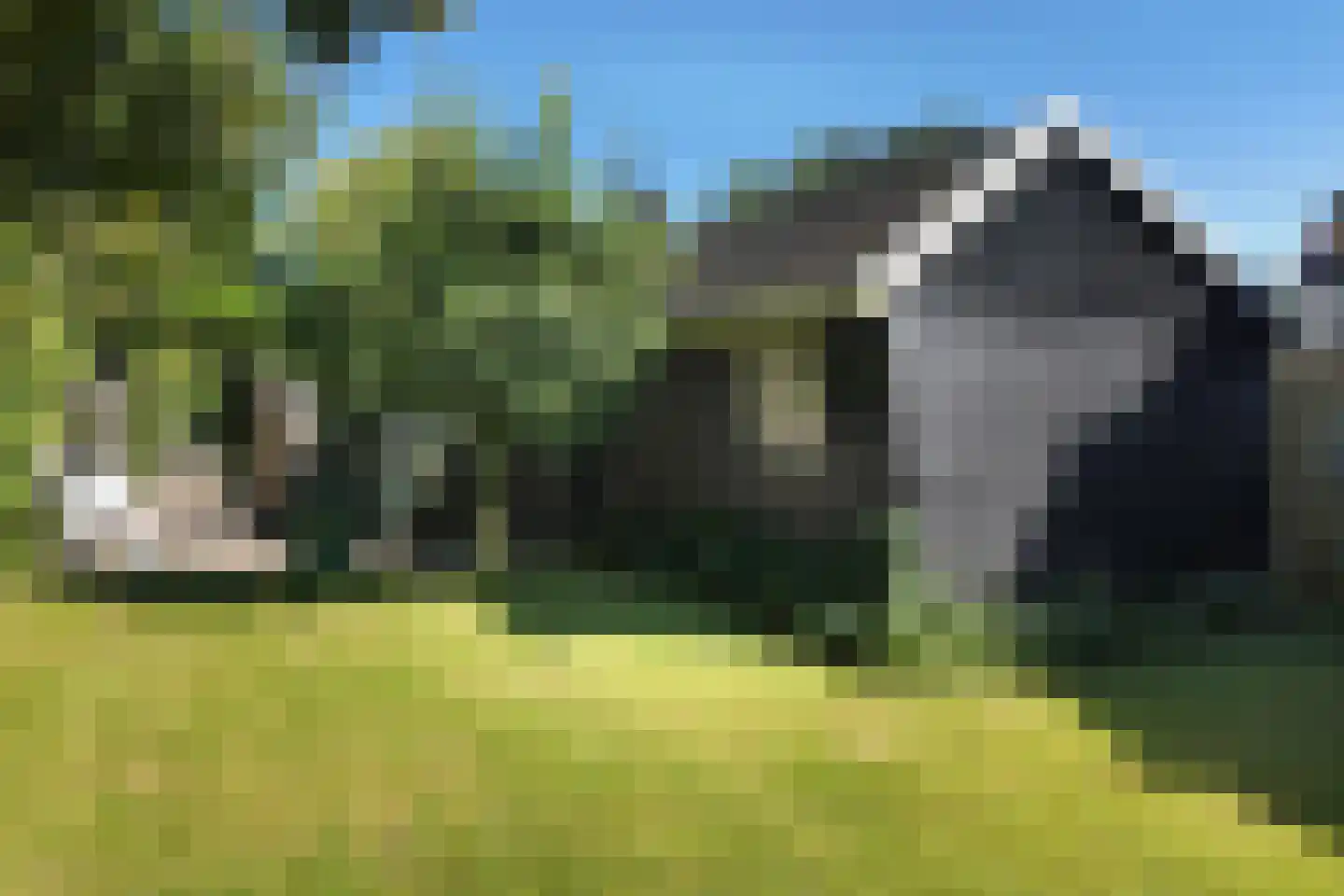 Langewerf 1 Hank thumbnail 34