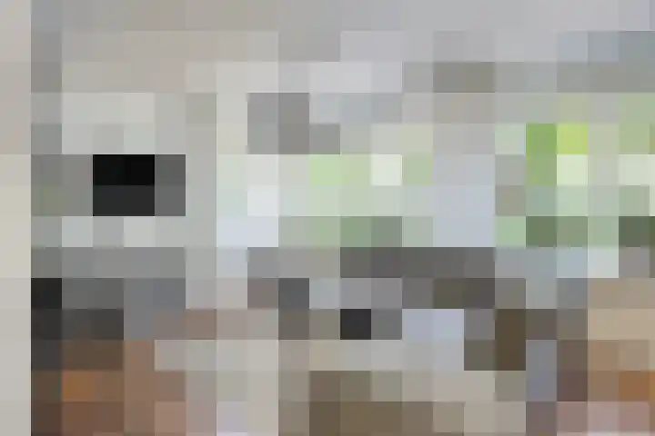 Langewerf 15 Hank thumbnail 8