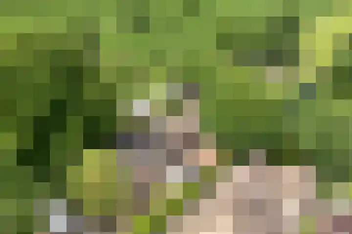 Langewijk 82 Dedemsvaart thumbnail 47