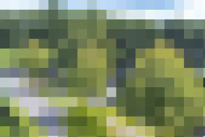 Langhieten 1 Odoorn thumbnail 83