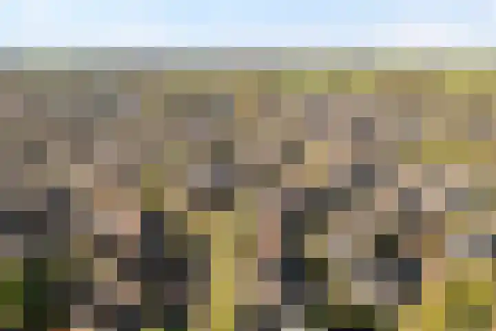 Langkamp 8 Dalfsen thumbnail 54