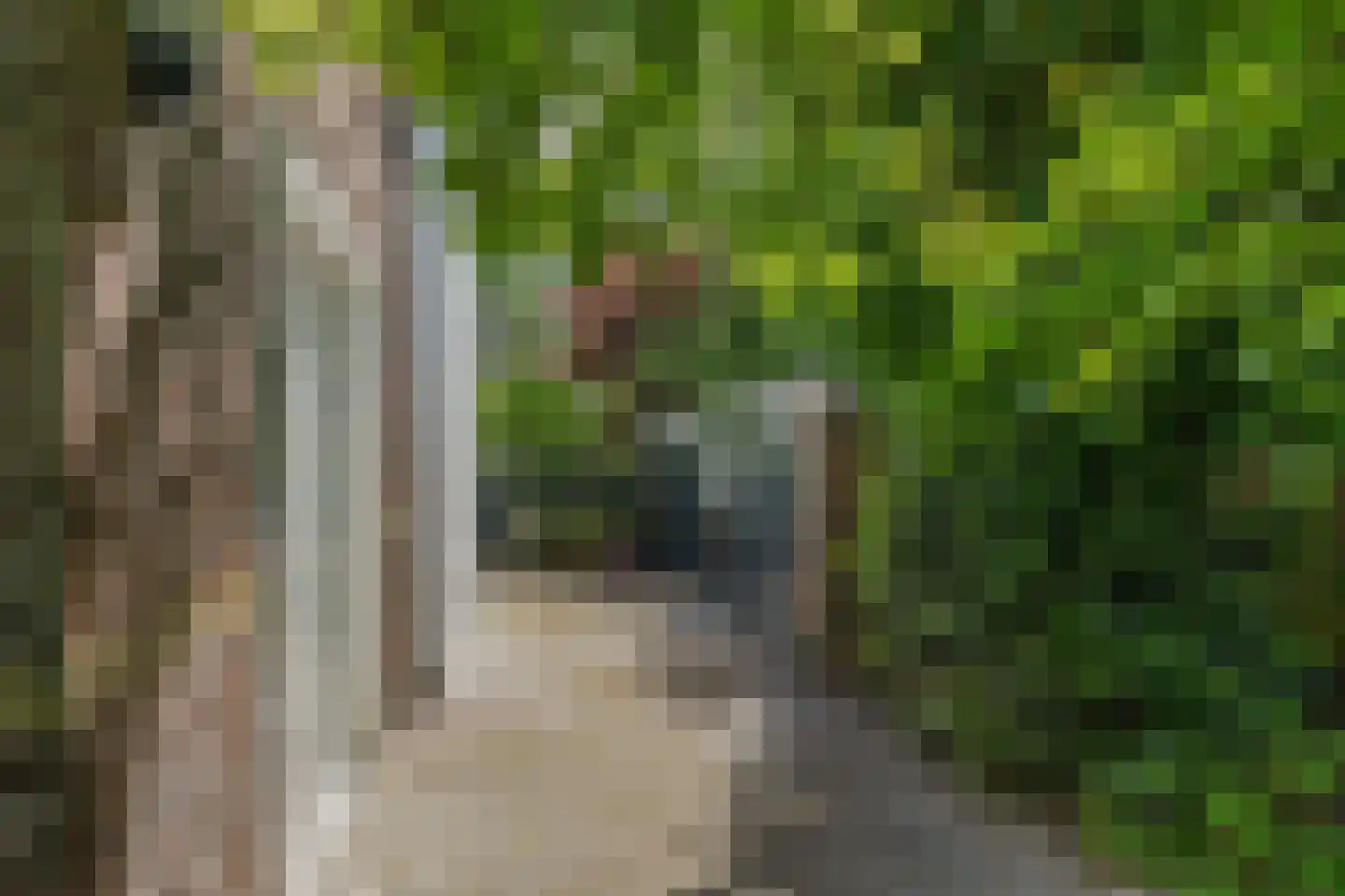 Langpaed 2 Menaam thumbnail 39