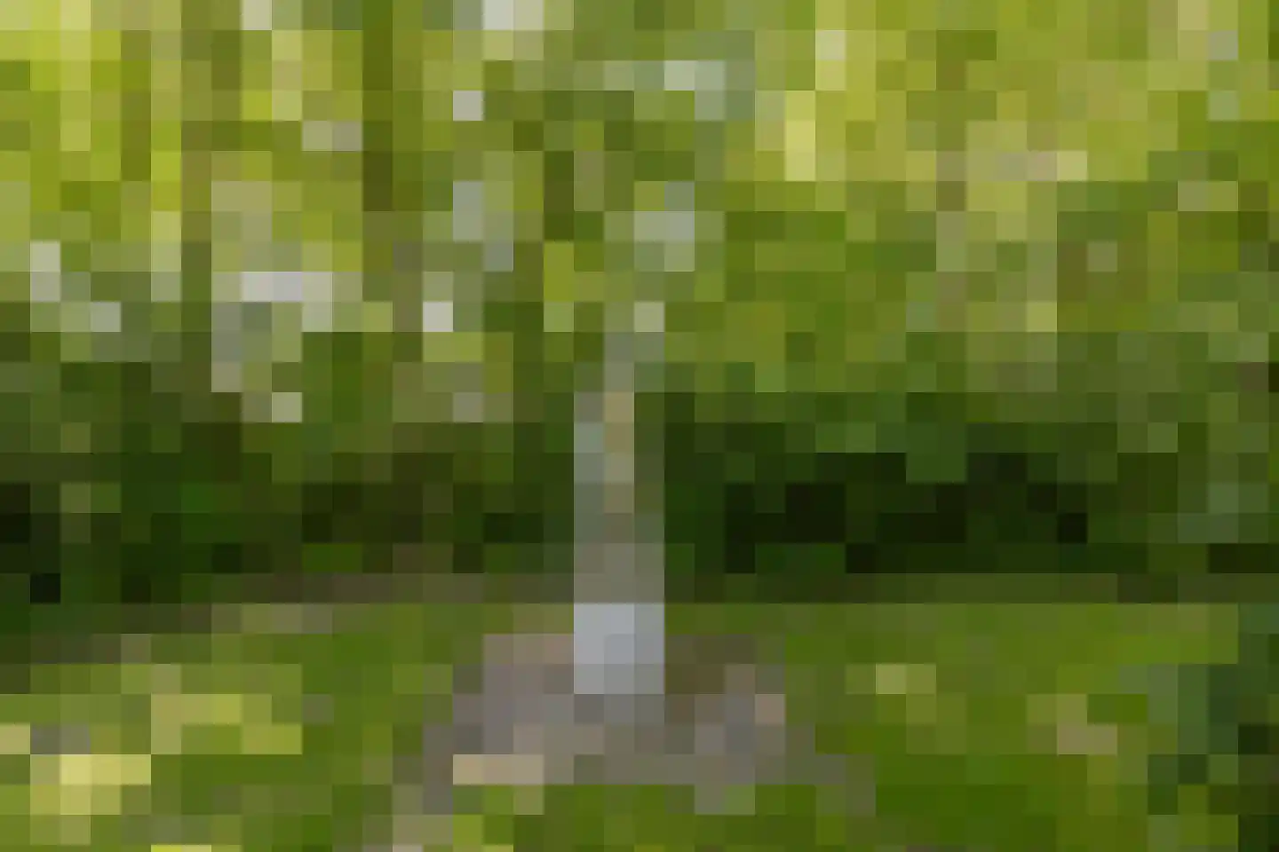 Langpaed 29 Siegerswoude thumbnail 31