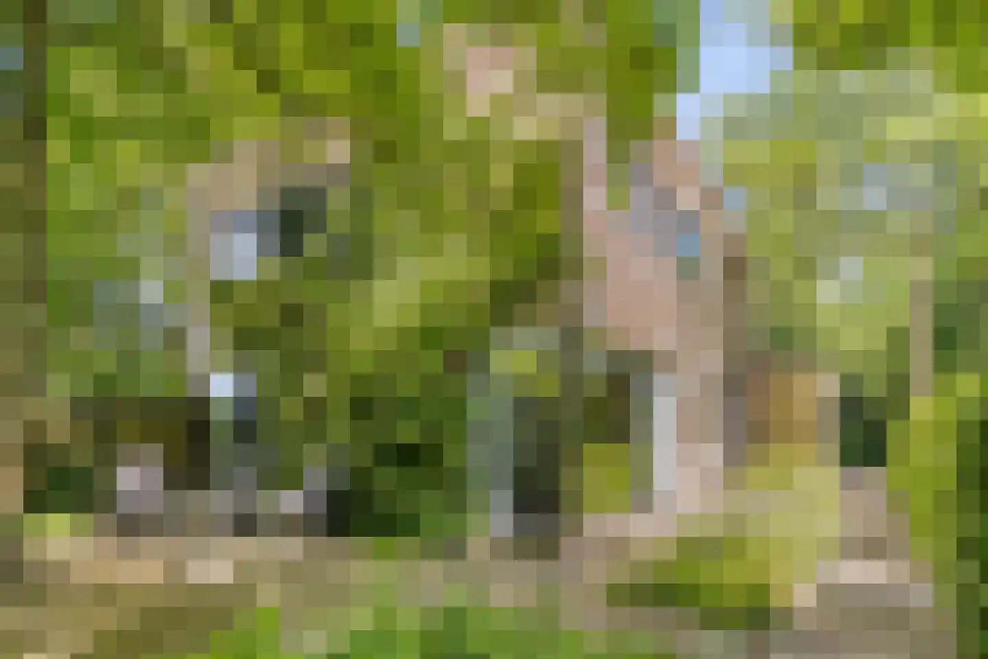 Langpaed 29 Siegerswoude thumbnail 32
