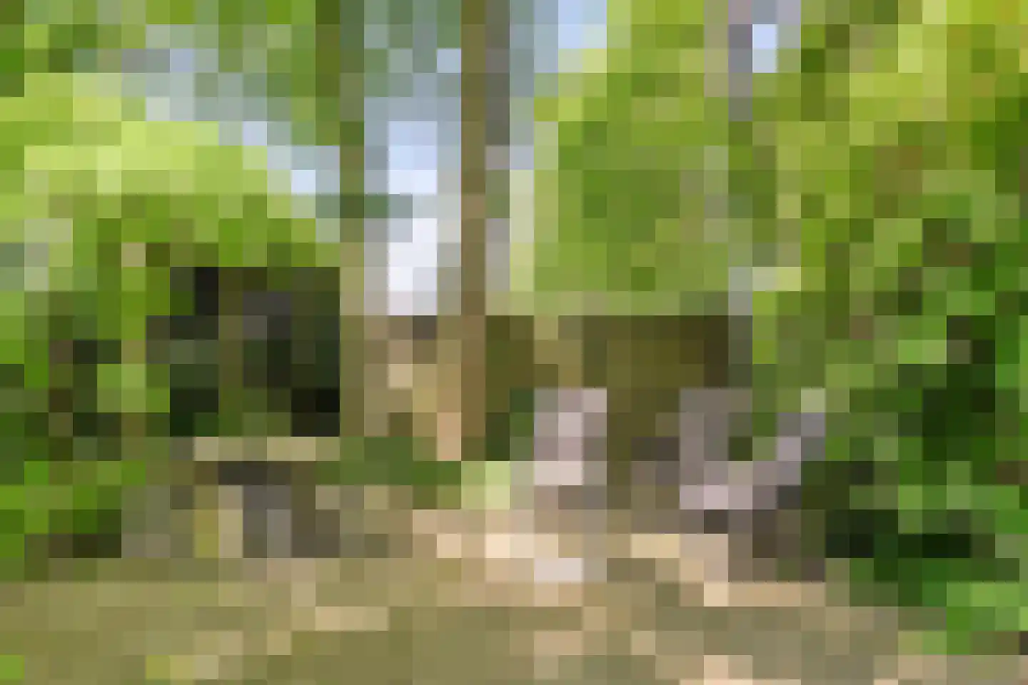 Langpaed 29 Siegerswoude thumbnail 33