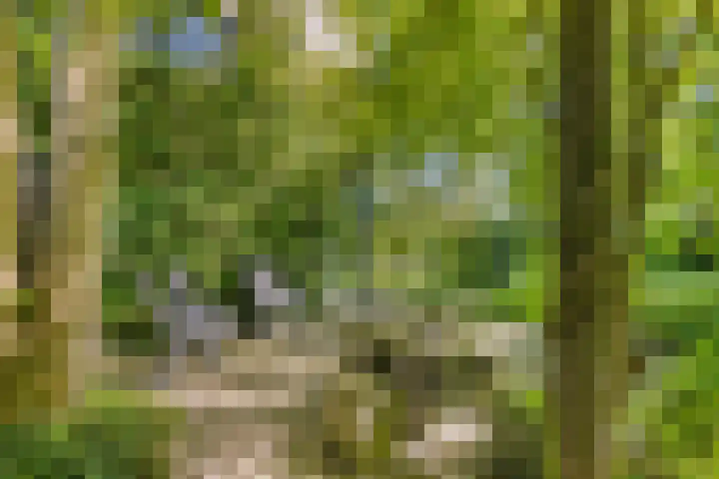 Langpaed 29 Siegerswoude thumbnail 35
