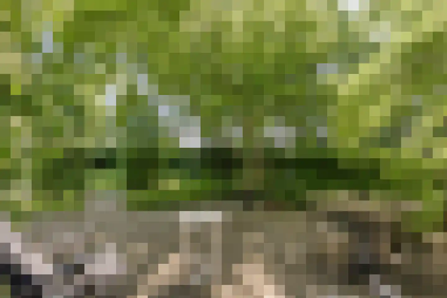Langpaed 29 Siegerswoude thumbnail 36