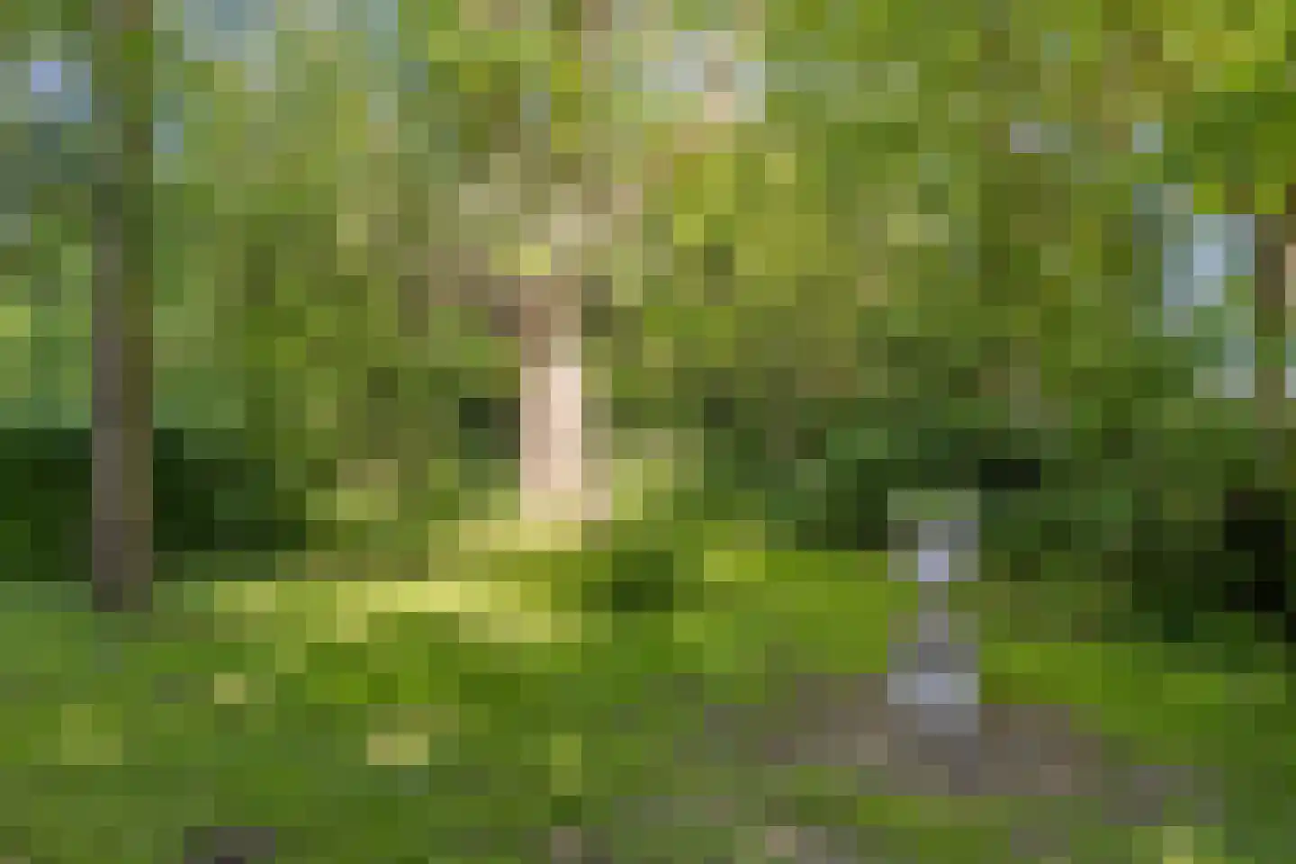 Langpaed 29 Siegerswoude thumbnail 39