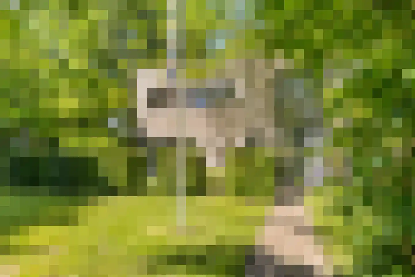 Langpaed 29 Siegerswoude thumbnail 4