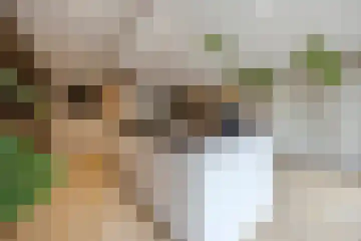 Langs de Kreek 25 Terneuzen thumbnail 15