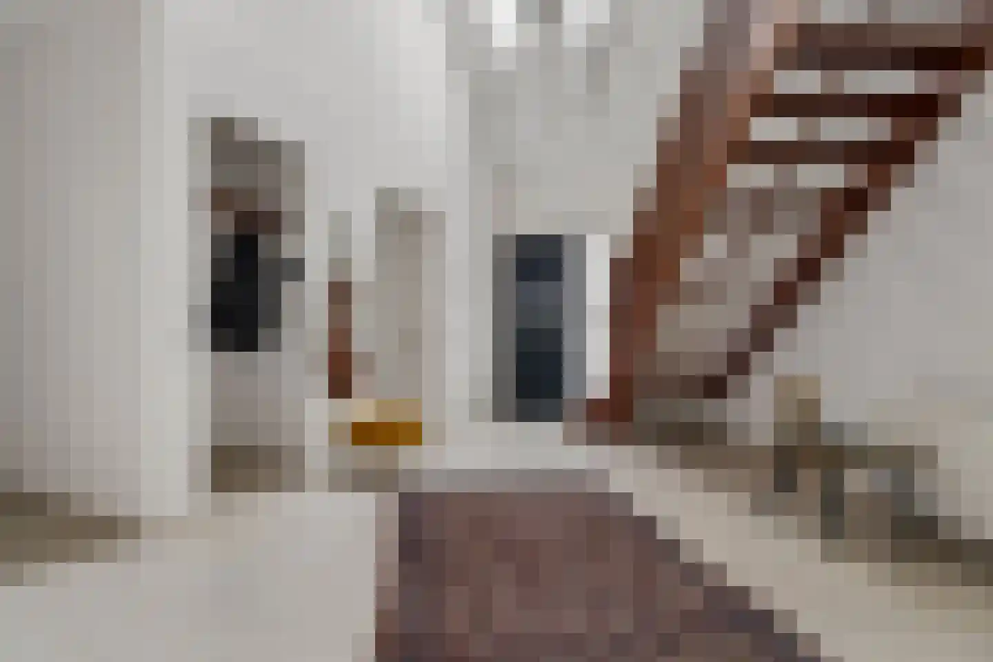 Langstraat 121 Milsbeek thumbnail 33