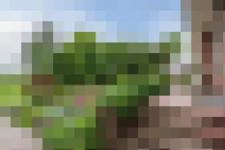 Langstraat 80 Milsbeek thumbnail 44