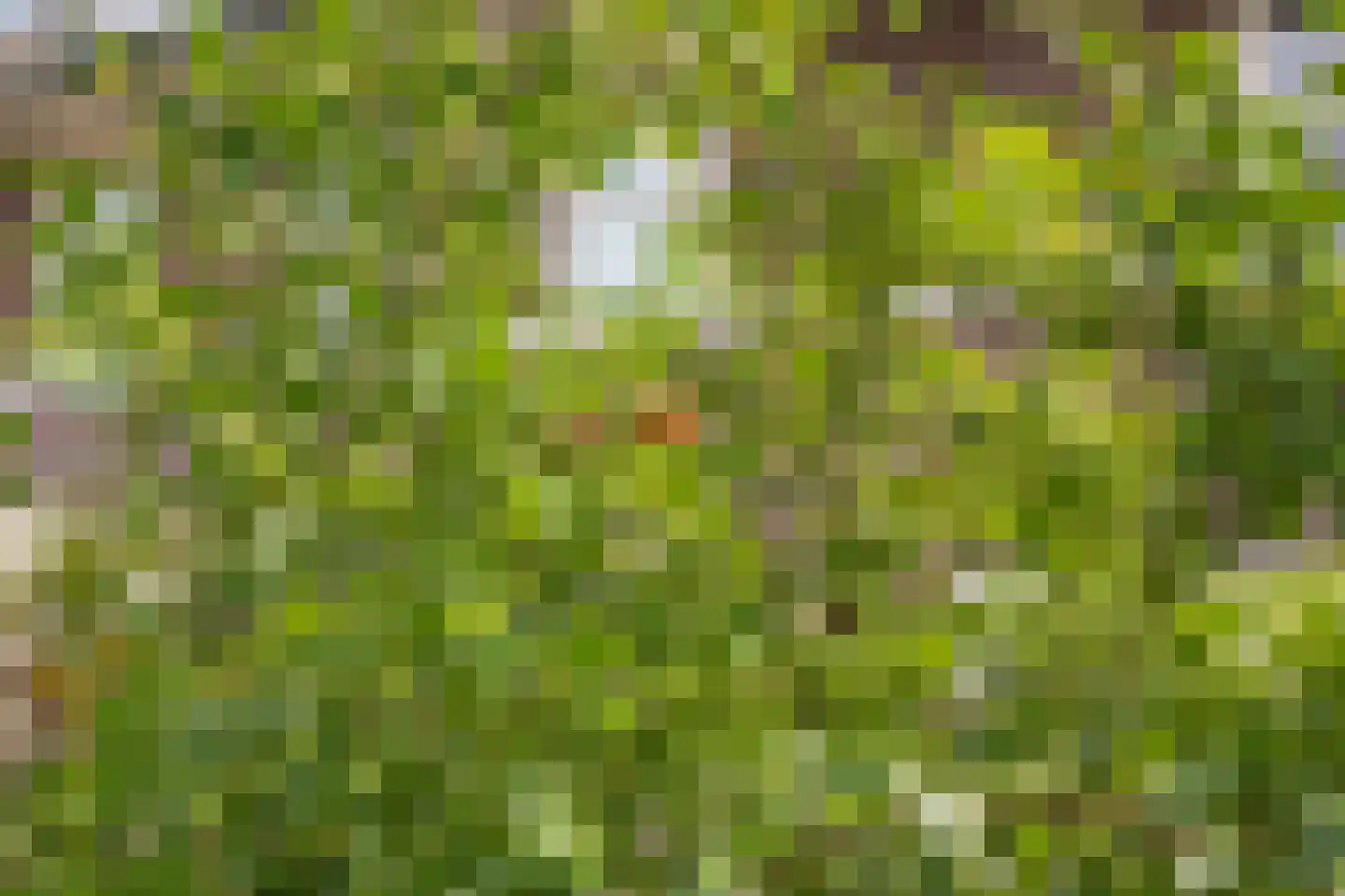 Langveld 35 Meijel thumbnail 36