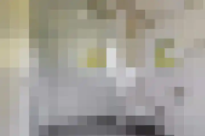 Lânsbuorren 7 Sumar thumbnail 19