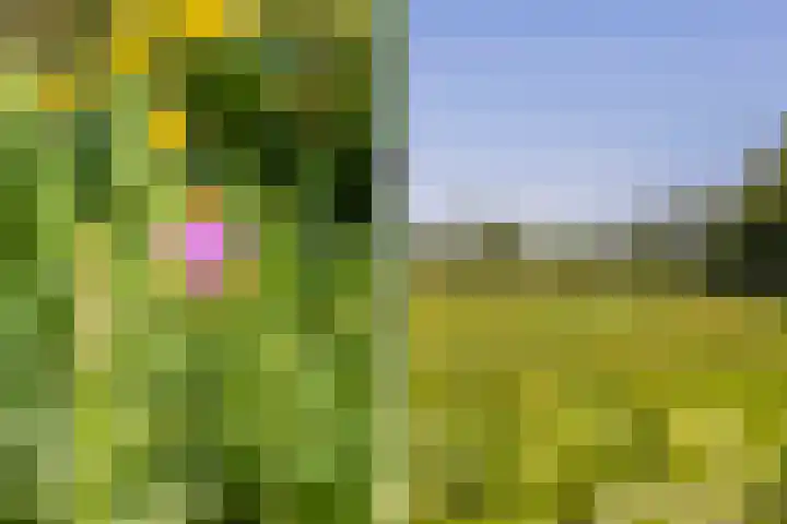 Lânsbuorren 7 Sumar thumbnail 39