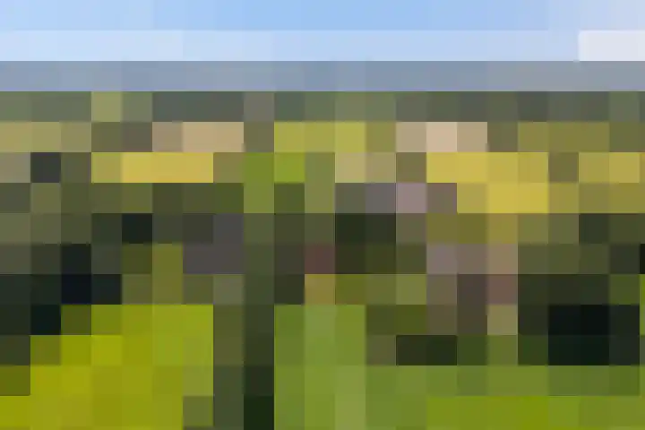 Lânsbuorren 7 Sumar thumbnail 41