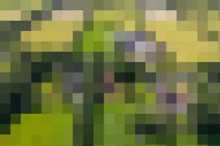 Lânsbuorren 7 Sumar thumbnail 42