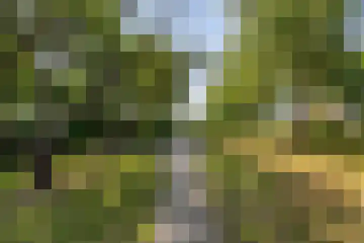 Lânsbuorren 7 Sumar thumbnail 8