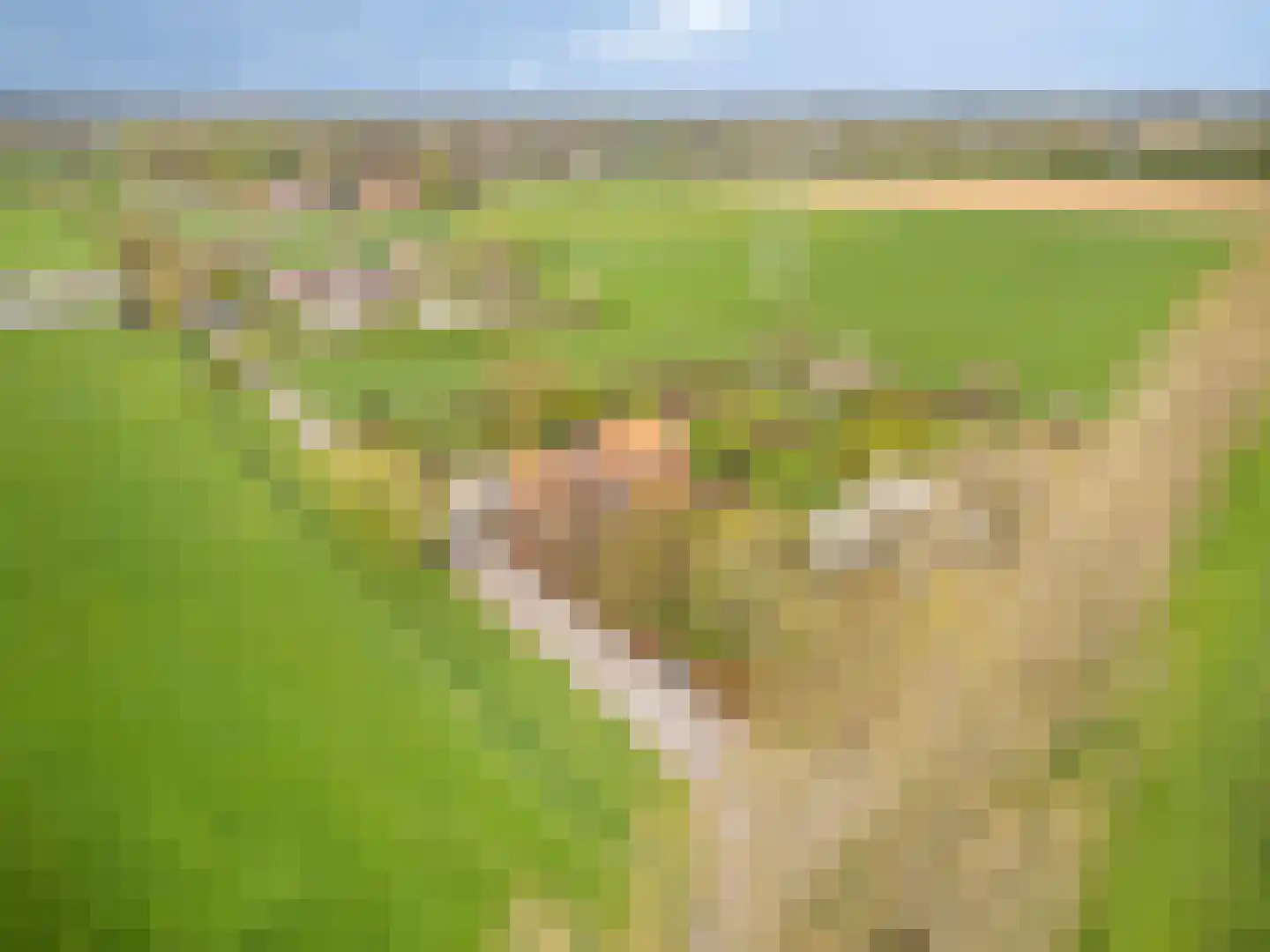 Lanterdijk 49 Roosteren thumbnail 73