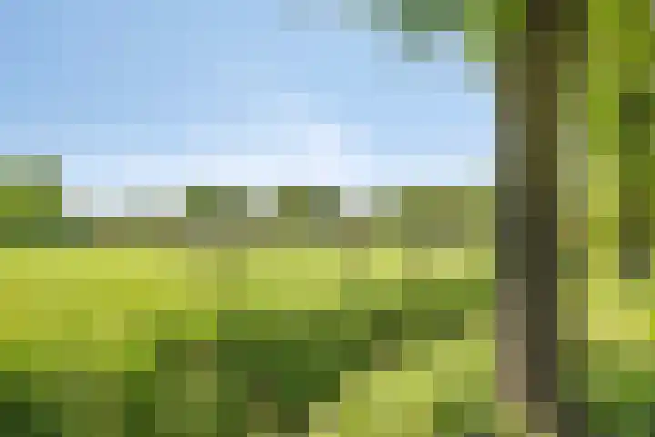 Lanterdweg 4 Kessel thumbnail 39