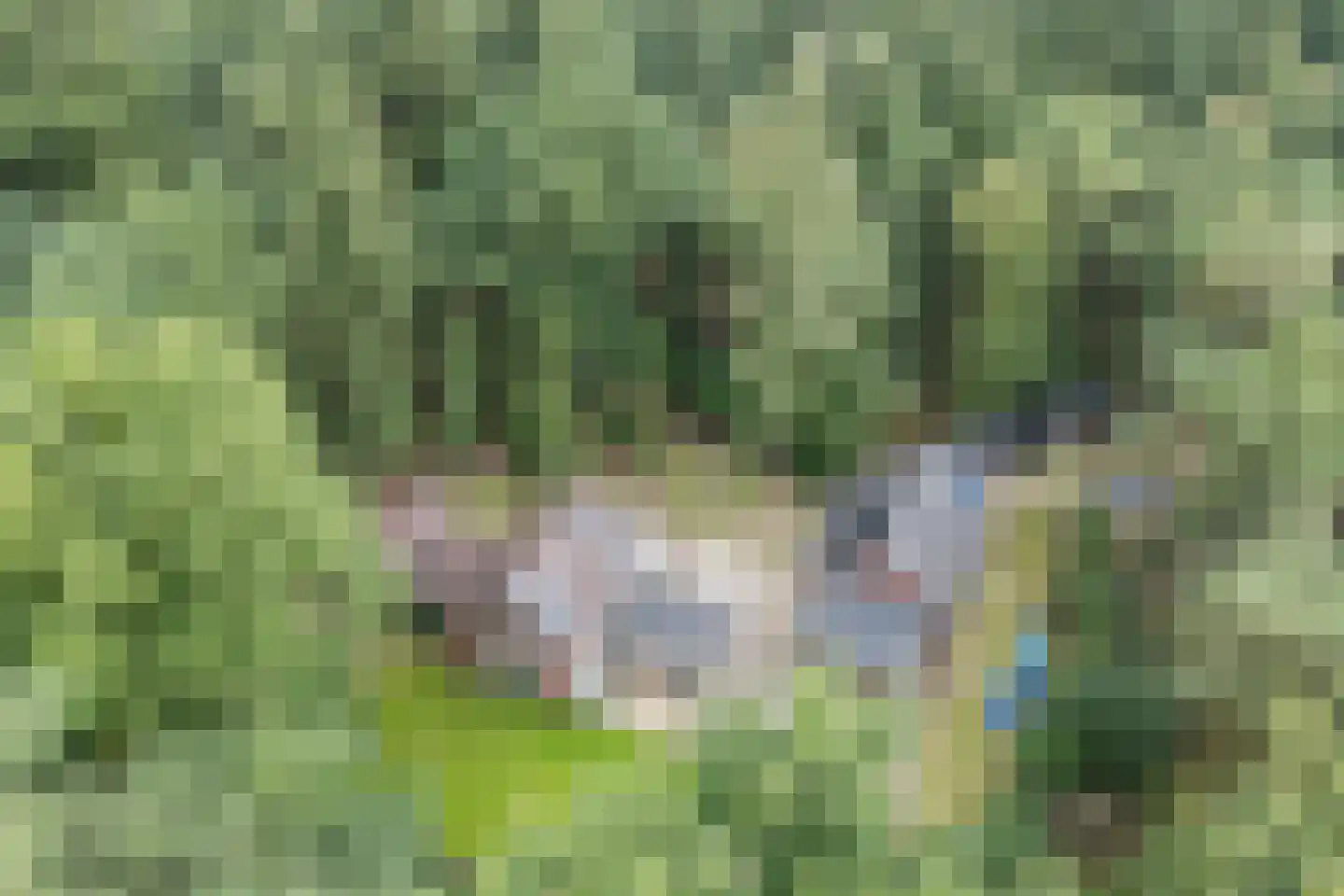 Lantie 4 Vessem