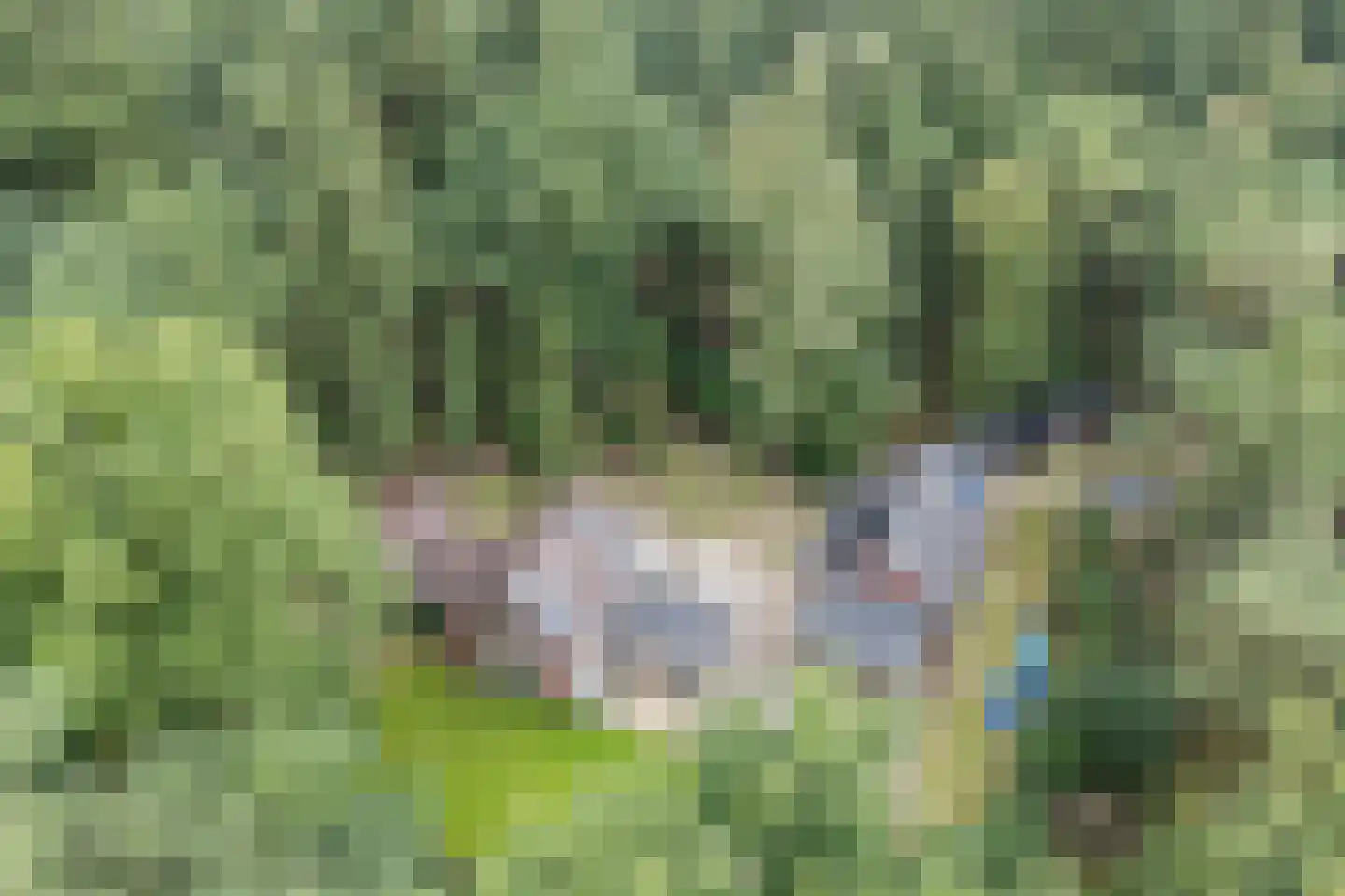 Lantie 4 Vessem foto 2