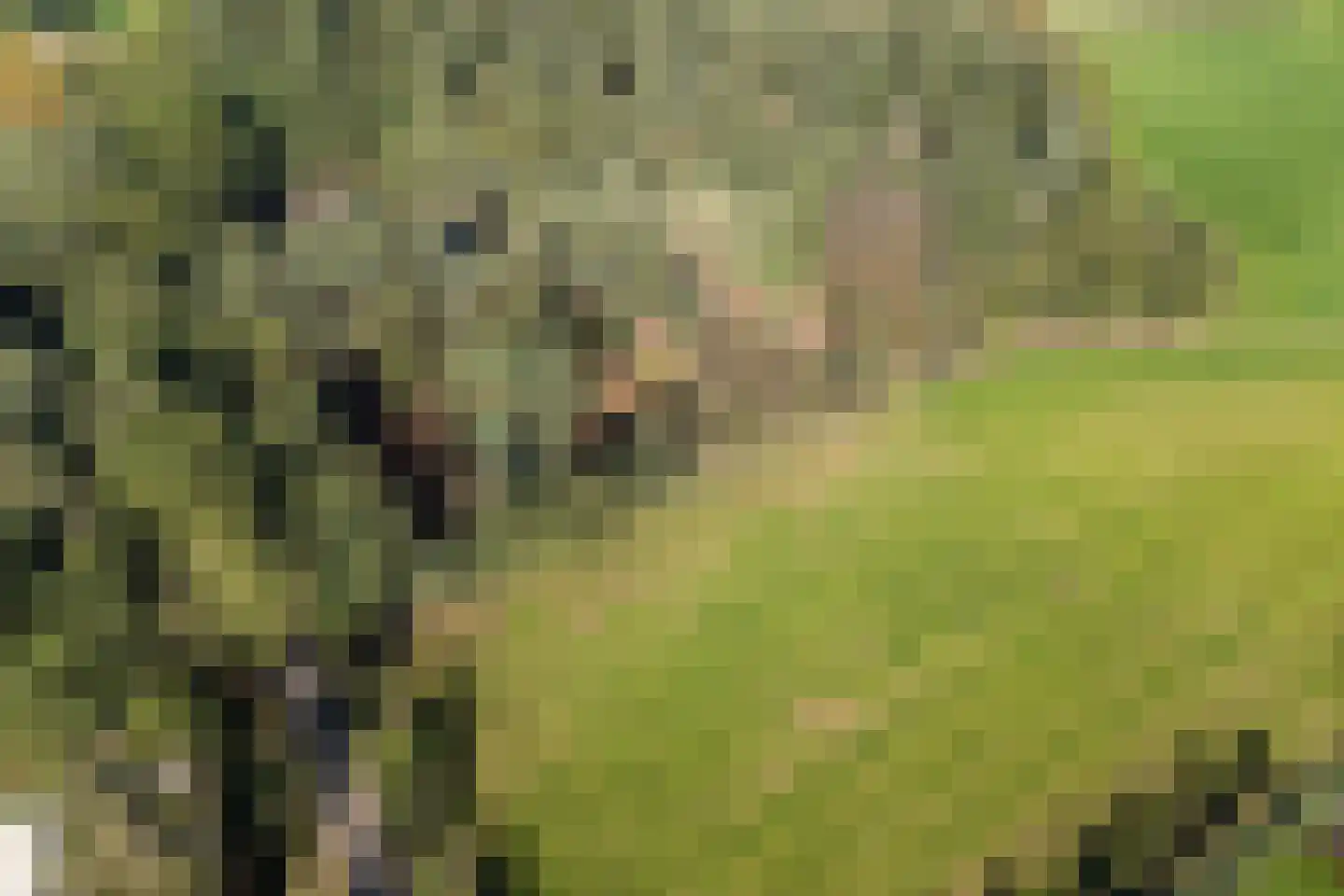 Lantie 4 Vessem thumbnail 61