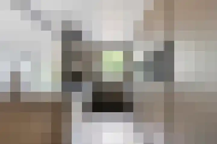 Laone 21 Renesse thumbnail 16