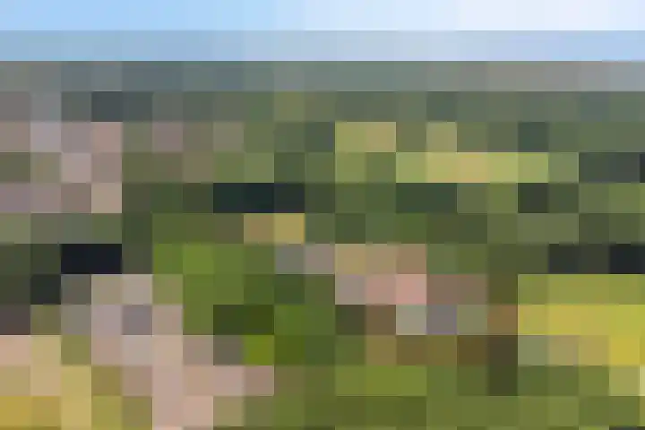 Laone 21 Renesse thumbnail 60