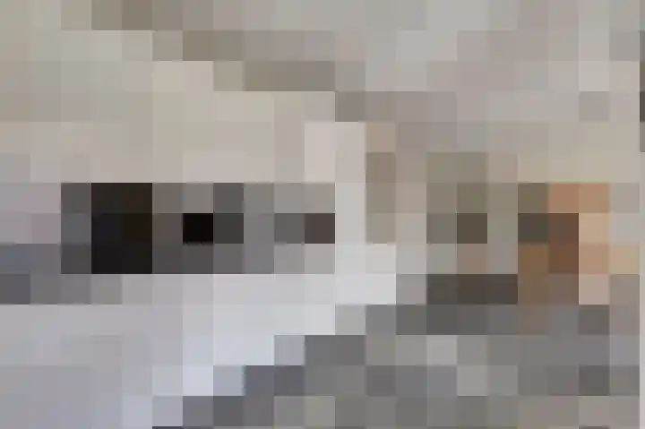 Lapper 5 Drunen thumbnail 7