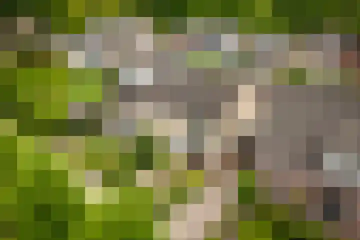 Lariestraat 3 Gemonde thumbnail 30