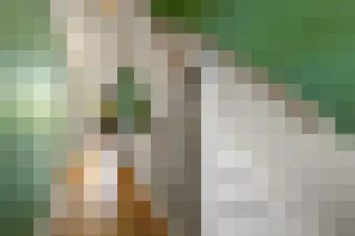 Larikslaan 3 Rijswijk thumbnail 13