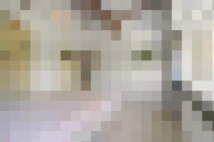 Larikslaan 3 Rijswijk thumbnail 26