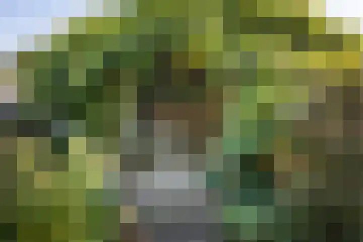 Larikslaan 5 Exloo thumbnail 43