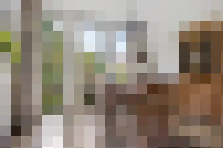 Larikslaan 5 Exloo thumbnail 8