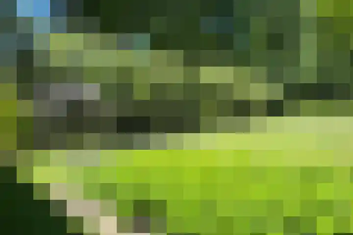 Lariksweg 16 Epe thumbnail 65