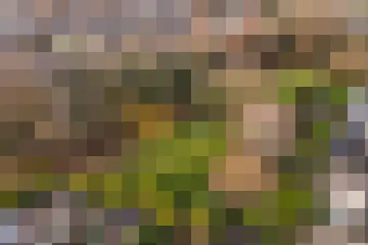 Larixlaan 29 Wierden thumbnail 46