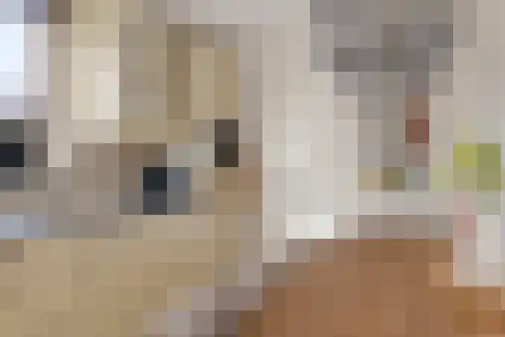 Laskowskilaan 24 Odoorn thumbnail 7