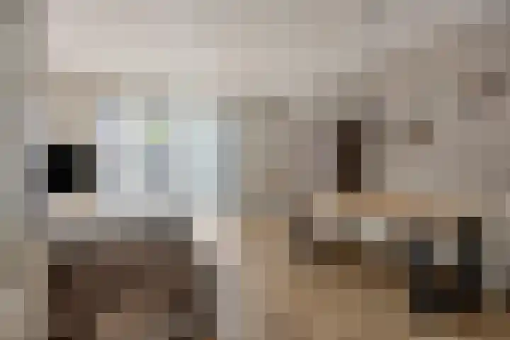 Laurentiden 40 Assendelft thumbnail 8