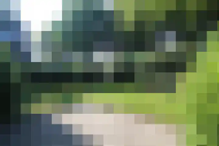 Laurier 16 Raalte thumbnail 16