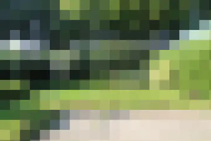 Laurier 16 Raalte thumbnail 17